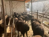Brebis, Moutons — photo 8