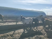 At, Horse breed — foto 4