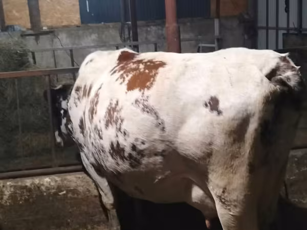 母牛, Cattle — 摩尔多瓦