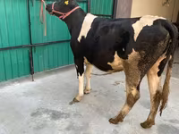 Vacă, Rasa Holstein — foto 6