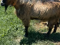 公山羊, Goats — 照片 2