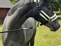 Jument, Chevaux — photo 1