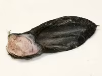Уши говяжьи. — Foto 5