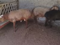 Bélier, Arashan sheep — photo 5