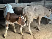 Bull, Holstein breed — photo 2
