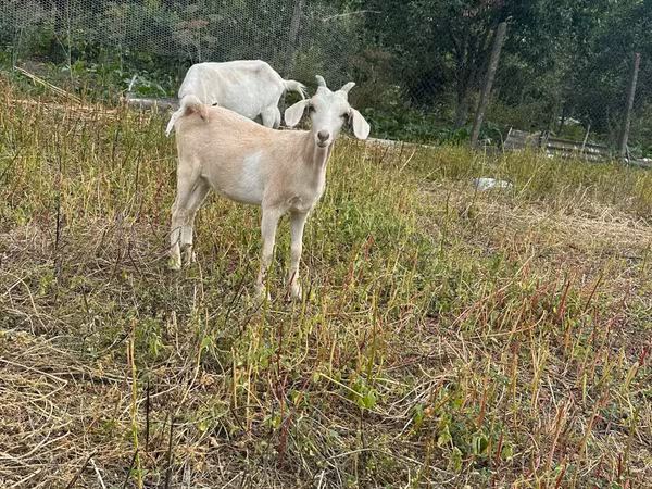 Cabra, Alpine goat — Moldávia
