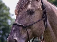 At, Quarter Horse — foto 7