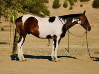 Hengst, National Show Horse — Foto 1