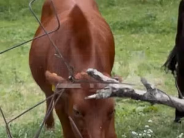 母牛, Cattle
