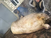 Boar, Pigs — photo 3