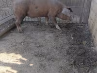 Eber, Schweine — Foto 3