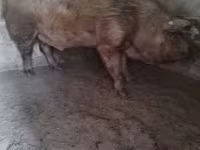 Boar, Пьетрен — photo 3