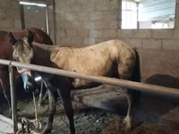 At, Horse breed — foto 1
