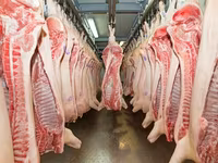 Scroafă, Porci — foto 1