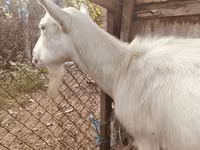 Ziege, Saanen goat — Foto 1