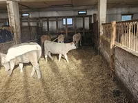Cow, Charolais cattle — photo 5