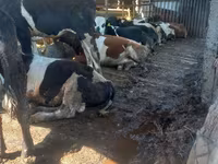 母牛, Holstein breed — 照片 2