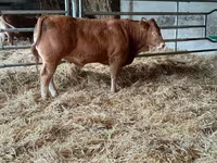Taureau, Vache limousine — photo 8