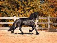 Caballo, Friesian — foto 2