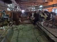 Vacă, Bovine — foto 8