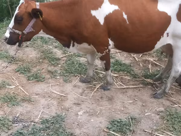 Cow, Ayrshire — Moldova