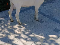 Keçi, Saanen goat — foto 2