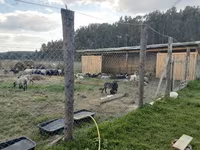 Widder, Kuibyshev sheep — Foto 8
