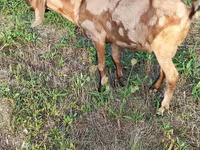 Bode, Nubian Goat — foto 2