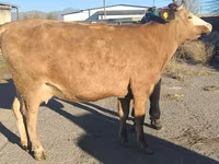 بقرة, Simmental cattle — الصورة 6