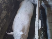 Boar, Pigs — photo 1