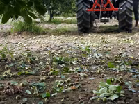 Scuturător de Nuci și Fructe — 3-rasm