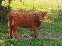 母牛, Highland — 照片 3