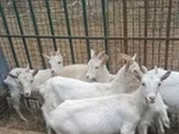 बकरी, बकरियाँ