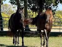 Caballo, Rocky Mountain Horse — foto 7