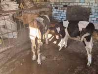 Buğa, Mal-qara — foto 3
