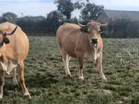 Vacă, Aubrac cattle — foto 1