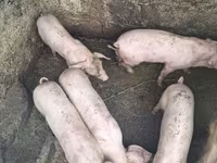 Eber, Schweine — Foto 1