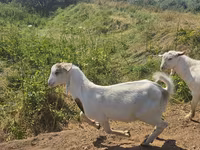 बकरा, बकरियाँ — फ़ोटो 2