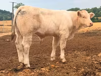 Bou, Charolais cattle — foto 4