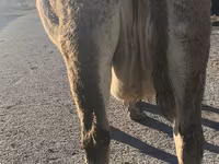 بقرة, Simmental cattle — الصورة 3