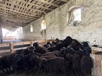 كبش, Romanov sheep — الصورة 8