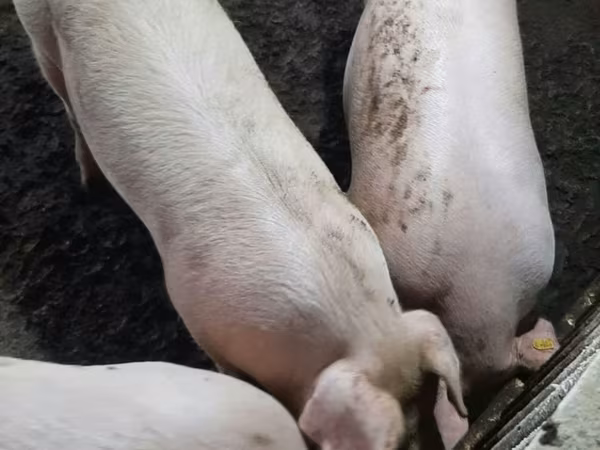 Boar, Pigs — Moldova