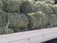 Balot de lucernă — Foto 1