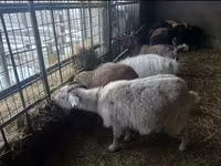 Echki, Alpine goat — 4-rasm