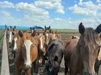 At, Arabian horse — foto 4