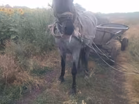Madyan, Atlar — foto 1