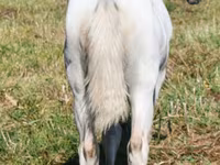 Madyan, Quarter Horse — foto 6