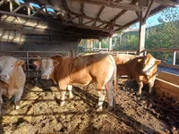Bou, Bovine — foto 2