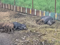 Scroafă, Porci — foto 3