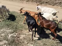 Cabro, Nubian Goat — foto 4